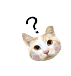 にゃろです。猫です。（個別スタンプ：3）