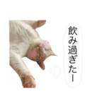 にゃろです。猫です。（個別スタンプ：6）