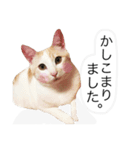 にゃろです。猫です。（個別スタンプ：7）