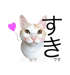 にゃろです。猫です。（個別スタンプ：8）