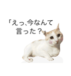 にゃろです。猫です。（個別スタンプ：9）