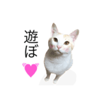 にゃろです。猫です。（個別スタンプ：10）