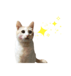 にゃろです。猫です。（個別スタンプ：11）