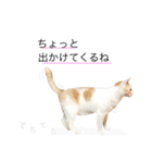 にゃろです。猫です。（個別スタンプ：12）