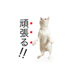 にゃろです。猫です。（個別スタンプ：14）