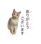 にゃろです。猫です。（個別スタンプ：15）