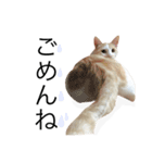 にゃろです。猫です。（個別スタンプ：16）