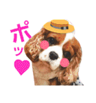 キャバリア姫♡hana（個別スタンプ：1）