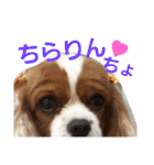 キャバリア姫♡hana（個別スタンプ：3）