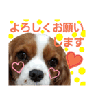 キャバリア姫♡hana（個別スタンプ：8）