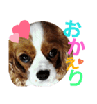 キャバリア姫♡hana（個別スタンプ：11）