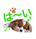キャバリア姫♡hana（個別スタンプ：16）