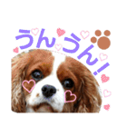 キャバリア姫♡hana（個別スタンプ：17）