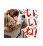 キャバリア姫♡hana（個別スタンプ：19）