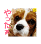 キャバリア姫♡hana（個別スタンプ：21）