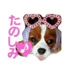 キャバリア姫♡hana（個別スタンプ：22）