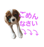 キャバリア姫♡hana（個別スタンプ：30）