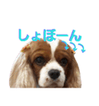 キャバリア姫♡hana（個別スタンプ：31）
