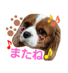 キャバリア姫♡hana（個別スタンプ：38）