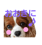 キャバリア姫♡hana（個別スタンプ：39）