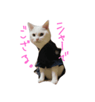 シャーちゃん001（個別スタンプ：1）