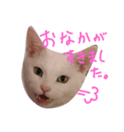 シャーちゃん001（個別スタンプ：5）