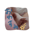 シャーちゃん001（個別スタンプ：7）
