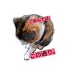 ニャンコ先生のぼやき（個別スタンプ：1）