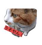 ニャンコ先生のぼやき（個別スタンプ：2）