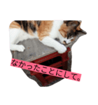 ニャンコ先生のぼやき（個別スタンプ：7）