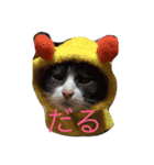 口の悪いねこ（個別スタンプ：1）
