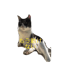 口の悪いねこ（個別スタンプ：2）