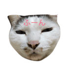 口の悪いねこ（個別スタンプ：3）