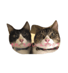 口の悪いねこ（個別スタンプ：4）