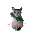 口の悪いねこ（個別スタンプ：10）