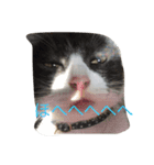 口の悪いねこ（個別スタンプ：11）