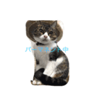 口の悪いねこ（個別スタンプ：12）