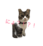 口の悪いねこ（個別スタンプ：13）