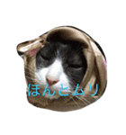 口の悪いねこ（個別スタンプ：15）