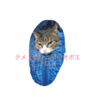口の悪いねこ（個別スタンプ：16）