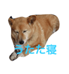 たー様（個別スタンプ：1）