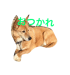 たー様（個別スタンプ：2）