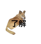 たー様（個別スタンプ：7）