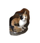 猫のくうちゃんスタンプ（個別スタンプ：1）