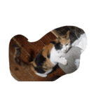 猫のくうちゃんスタンプ（個別スタンプ：2）