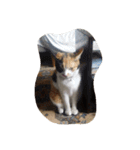 猫のくうちゃんスタンプ（個別スタンプ：3）