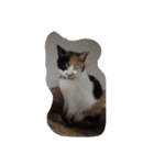 猫のくうちゃんスタンプ（個別スタンプ：4）