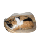 猫のくうちゃんスタンプ（個別スタンプ：5）