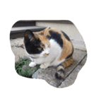 猫のくうちゃんスタンプ（個別スタンプ：6）