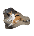 猫のくうちゃんスタンプ（個別スタンプ：10）